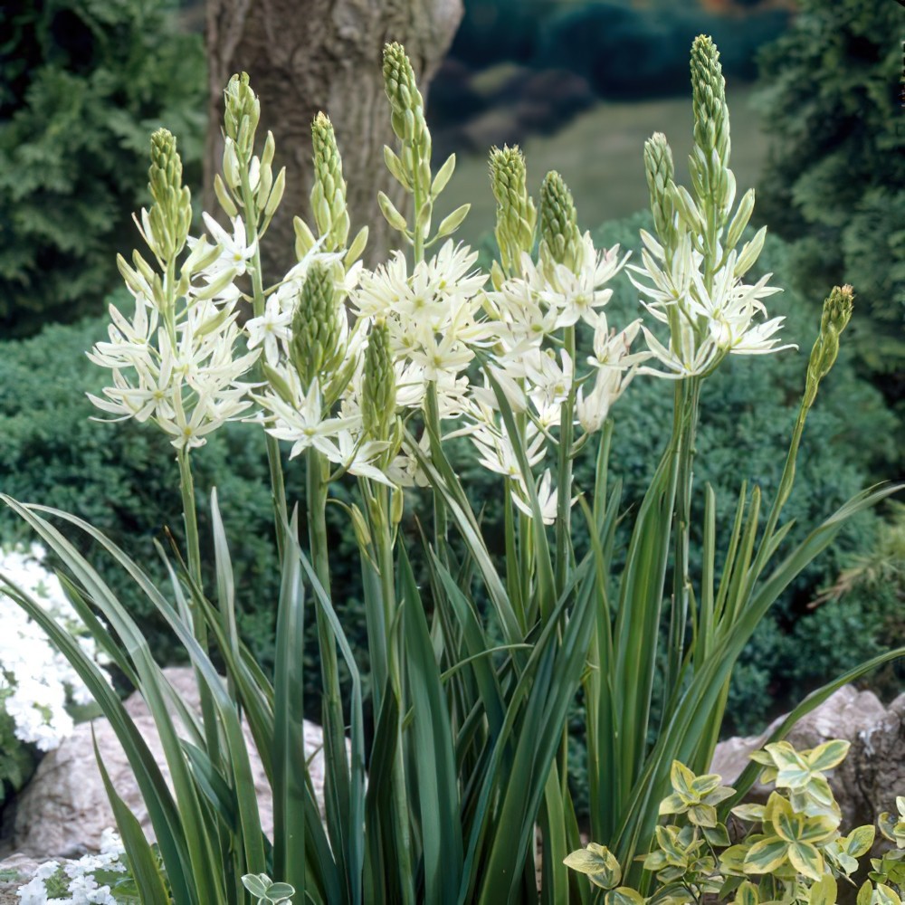 Camassia leichtlinii 'Alba'